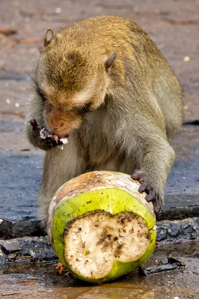 Rákevő Makákó Macaca Fascicularis Városi Környezetben Kókuszdiót Fogyasztva — Stock Fotó