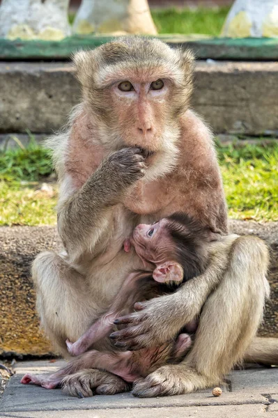 Macaco Mangiatore Granchi Macaca Fascicularis Ambiente Urbano — Foto Stock