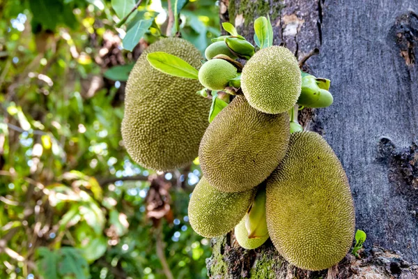 Jackfruit Artocarpus Heterophyllus Свисающий Дерева — стоковое фото