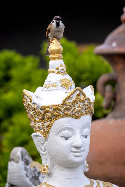 Eurazjatycki Wróbel Passer Montanus Ogrodzie Wat Chiang Man Chiang Mai — Zdjęcie stockowe