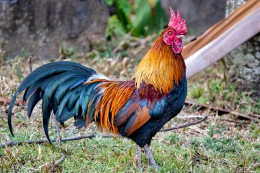 Erkek Kızıl orman kuşu (Gallus gallus) 