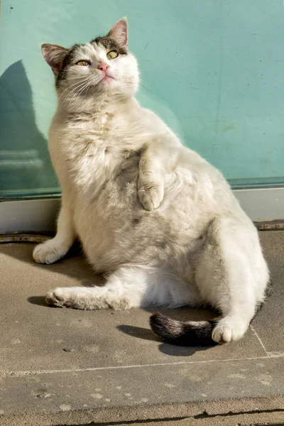 Gato Salvaje Embarazada Felis Catus Sol — Foto de Stock