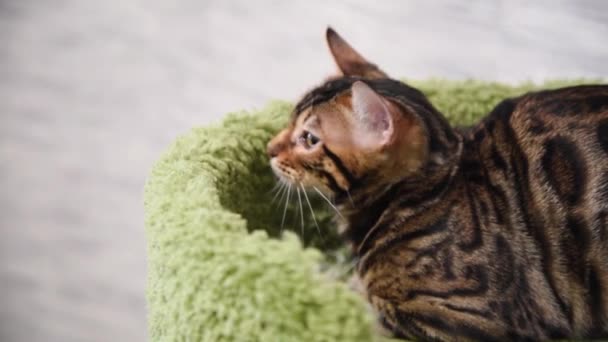 Gato Observa Cuidadosamente Presa Desde Refugio Gato Bengala — Vídeo de stock