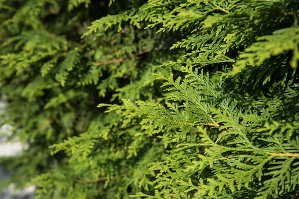 Le grinfie dei rami degli arborvitae, primo piano . — Foto Stock