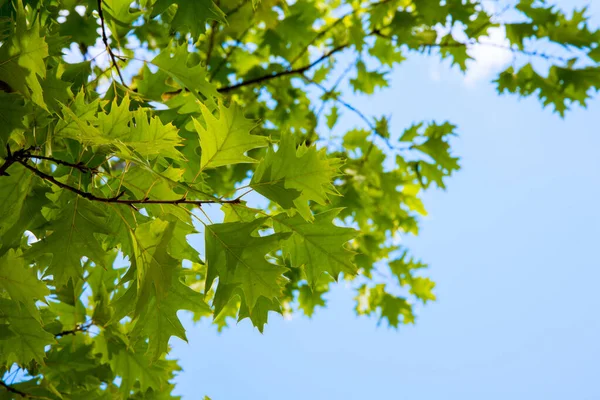 Folhas verdes brilhantes contra o céu azul, primavera, positivo — Fotografia de Stock