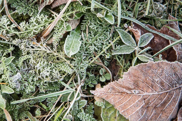 Gelbes Blatt im grünen Gras. Alles im Raureif. Blatt im Gegenlicht der Sonne. — Stockfoto