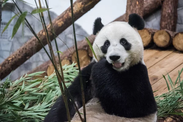 Głodny miś Panda chętnie je bambus. — Zdjęcie stockowe