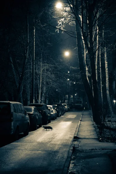 Schwarz-Weiß-Bild der nächtlichen Stadt. Straßenlaternen, geparkte Autos in einer Reihe. Eine schwarze Katze läuft über die Straße. Leere Straße. — Stockfoto