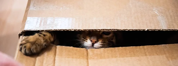 El gato mira fuera de la grieta de la caja de cartón . — Foto de Stock