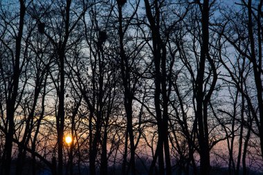 Akşam gökyüzünde pastel renkler. İnanılmaz Maviler, morlar ve pembeler ağaçların arasında.