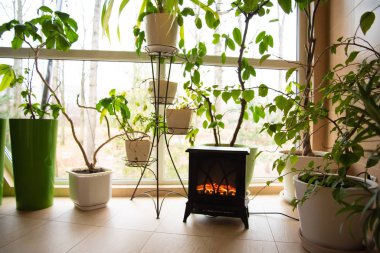 Canlı bitkilerle dolu kış bahçesi, sıcacık bir şömineyle ısıtılıyor..