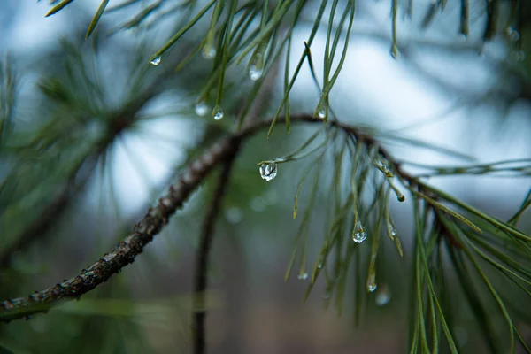 Gouttes de pluie sur les aiguilles de pin fermer. gouttes d'eau sur aiguilles de pin — Photo