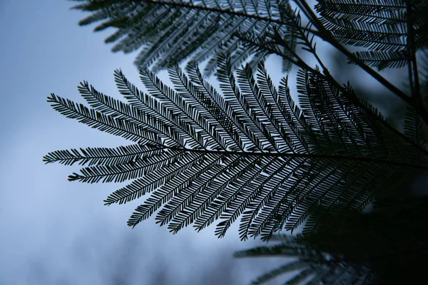 Folhas de acácia Corniger close-up. Uma árvore com folhas muito pequenas . — Fotografia de Stock