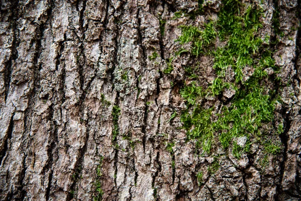 照片树皮覆盖苔藓特写。 树干是棕色的、绿色的、苔藓色的. — 图库照片