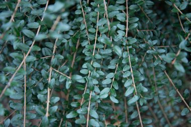 Close - up - leaves of a plant. Pelleya green. pellaea viridis clipart