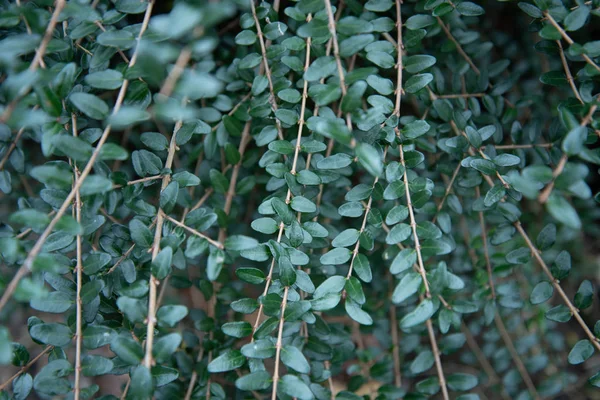 Close - up - bladeren van een plant. Pelleya groen. pellaea viridis — Stockfoto