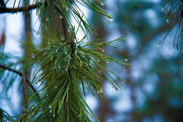 Raindrops on pine needles close up. Water drops on pine needles — Stock Photo, Image