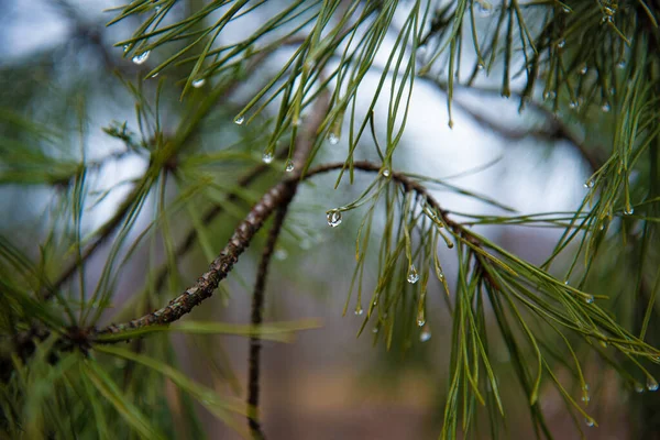Gocce di pioggia sugli aghi di pino da vicino. Gocce d'acqua sugli aghi di pino — Foto Stock