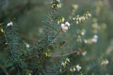 Flowers juniper closeup. Green, good blur. juniper