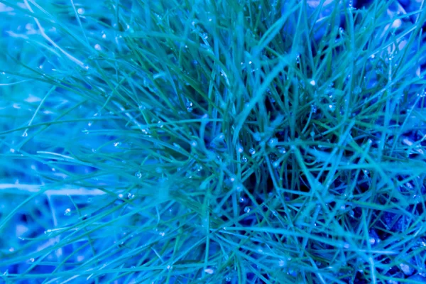 Abstract background of blue blue green colors. Grass with dew drops. — Stok fotoğraf