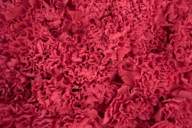 Kırmızı çiçeklerin katı arkaplanı. Narin karanfiller.