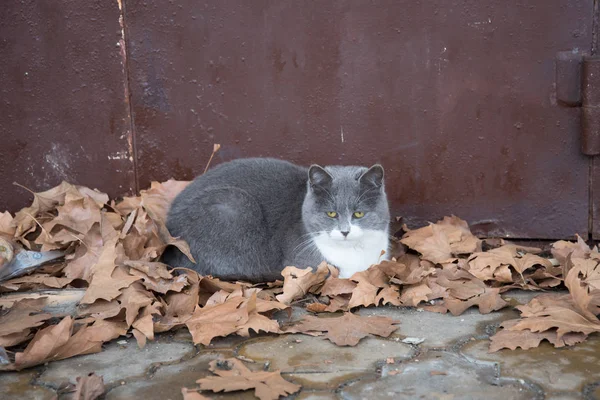 Schöne graue mit weißer Brust streunende Katze im Herbst Park sieht sich traurig um das Thema heimatlose Tiere — Stockfoto