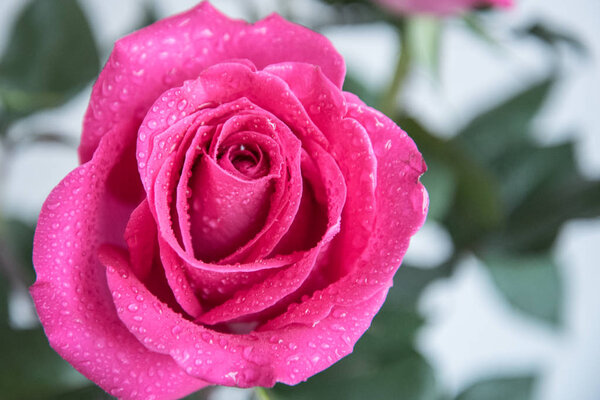 Крупный план розового цветка. Маленькие капли дождя
.