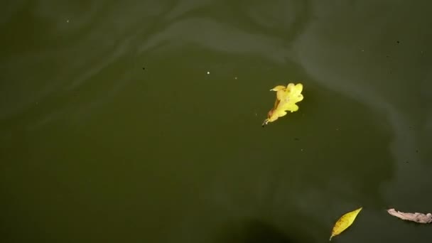 Tmavá, špinavá voda, na povrchu plovoucí žluté listy. Stagnující voda. Stagnace, bažina. — Stock video
