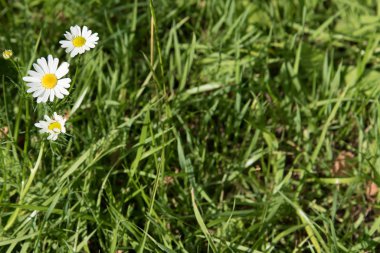 Papatya çiçekleriyle dolu yeşil yaz arkaplanı. Alanın bir kopyasının olduğu bir web pankartı. Tıbbi papatya çiçekli yeşiller.
