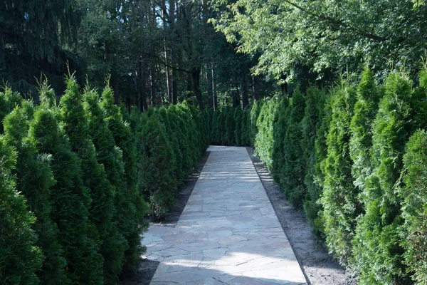 Caminho pavimentado com pedra natural. Árvores TUI são plantadas ao longo da estrada. Projeto paisagístico. — Fotografia de Stock