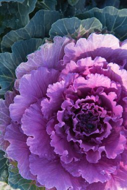 Çiy damlalı ya da yağmurlu dekoratif lahana. Yakın plan, parlak renkler. Yapı.