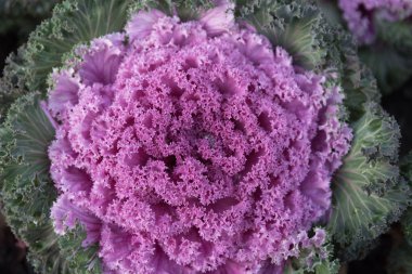 Çiy damlalı ya da yağmurlu dekoratif lahana. Yakın plan, parlak renkler. Yapı.