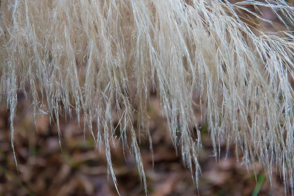 Pampas Grass in garden. Cortaderia selloana, commonly known as pampas grass. — Stock Photo, Image