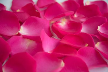 Bir sürü pembe gül yaprağı. Yukarıdan manzara. Geçmiş, kartpostal, romantizm, Sevgililer Günü, düğün davetiyesi.