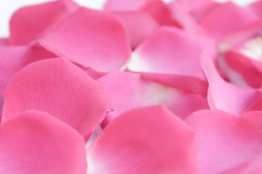 Bir sürü pembe gül yaprağı. Yukarıdan manzara. Geçmiş, kartpostal, romantizm, Sevgililer Günü, düğün davetiyesi.