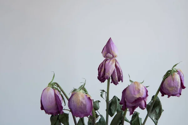 Μαραμένα Ξεραμένα Νεκρά Τριαντάφυλλα Μπουκέτο Από Κοντά Ένα Από Μπουμπούκια — Φωτογραφία Αρχείου