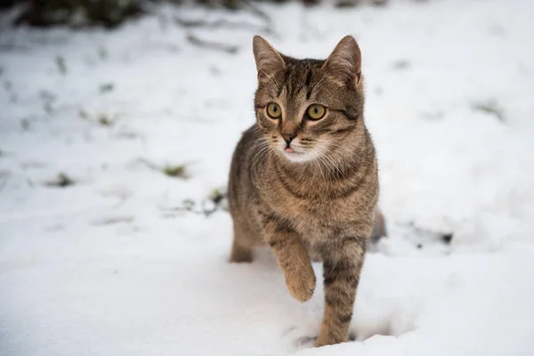 Katze Schnee Bei Einem Winterspaziergang Die Katze Zeigt Ihre Zunge — Stockfoto