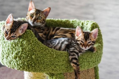 Evde, evde, evde, güzel ve bakımlı Bengal kedileri.