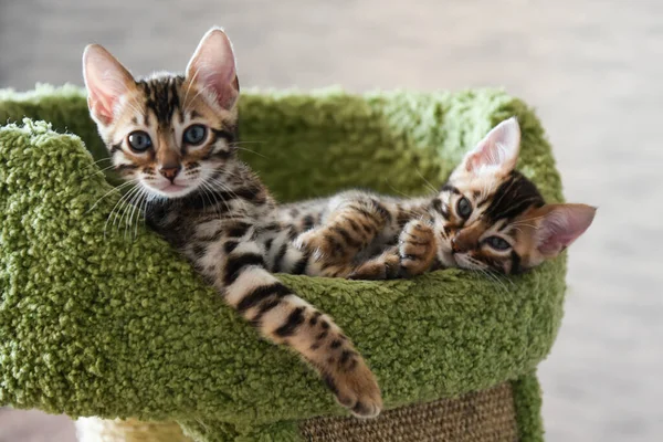 Gatitos Bengala Relajados Casa Interiores Hermosos Bien Mantenidos — Foto de Stock