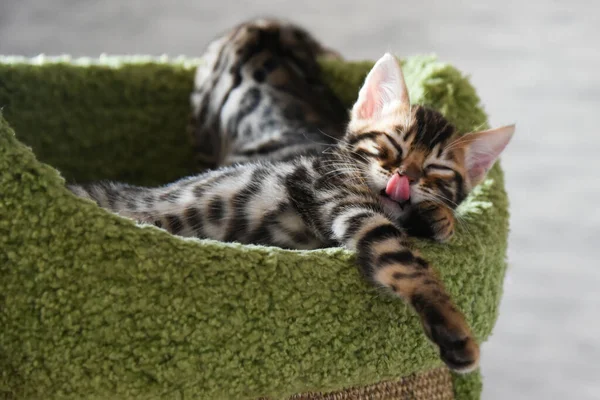 Gatitos Bengala Relajados Casa Interiores Hermosos Bien Mantenidos — Foto de Stock