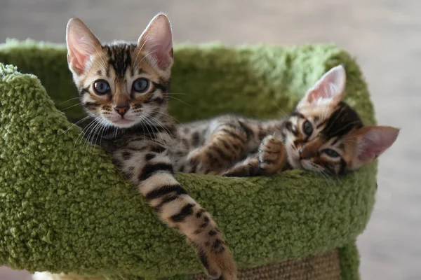 Gatitos Bengala Relajados Casa Interiores Hermosos Bien Mantenidos — Foto de Stock