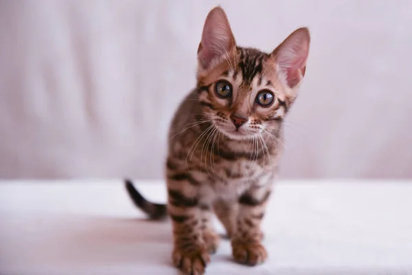 Gatinho Engraçado Cuidadosamente Olha Diretamente Para Lente Gatinho Bengala Olha — Fotografia de Stock