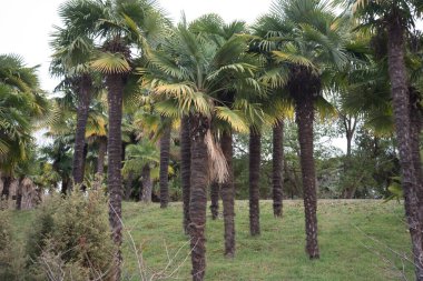 Subtropik bölgelerde palmiye ağaçları olan bir manzara. Yeşil bitki. Arkaplan.