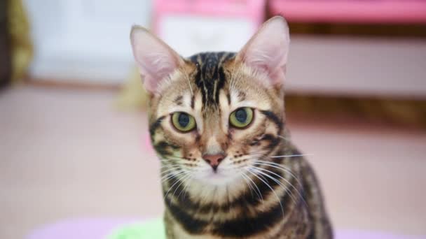 El gato observa a su presa en casa. Lindo gato jugando en la habitación, listo para saltar. Los ojos de un gato de Bengala de cerca, se puede ver cuánto dilatan las pupilas — Vídeo de stock