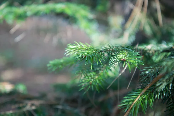 Primo piano di un albero di Natale nel bosco. Foto ravvicinata di un ago di pino verde . — Foto Stock