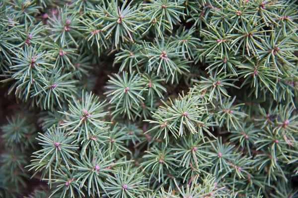 Picea glauca Conica trpasličí dekorativní jehličnatý věčně zelený strom. Smrk bílý, smrk kanadský, skunk, Černé hory, běloch západní. — Stock fotografie