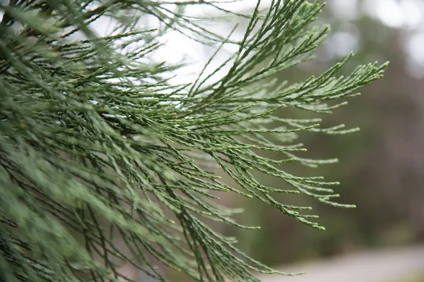 Malowniczy widok na pień gigantycznej Sequoii, znanej również jako gigantyczne sekwoje lub gigantyczny sequoadendron. Zbliżenie lufy z ciekawą fakturą. — Zdjęcie stockowe