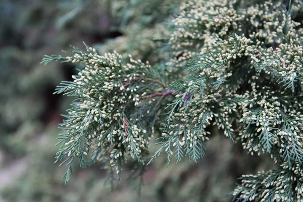Ramo sempreverde con semi primo piano. vivaio di piante. coltivazione di conifere — Foto Stock