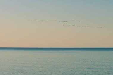 Sakin ve huzurlu bir resim. Sakin bir deniz ve bir kama içinde uçan kuşlar..