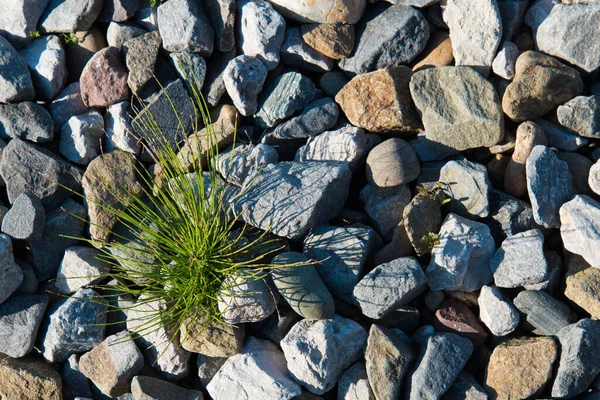 The green plant breaks through and grows on the rocks. Concept. Recovery, willpower. — Stock Photo, Image
